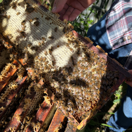Acacia honey harvested in the Gâtinais