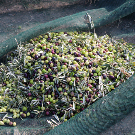 Huile d'olive vierge Olives Maturées