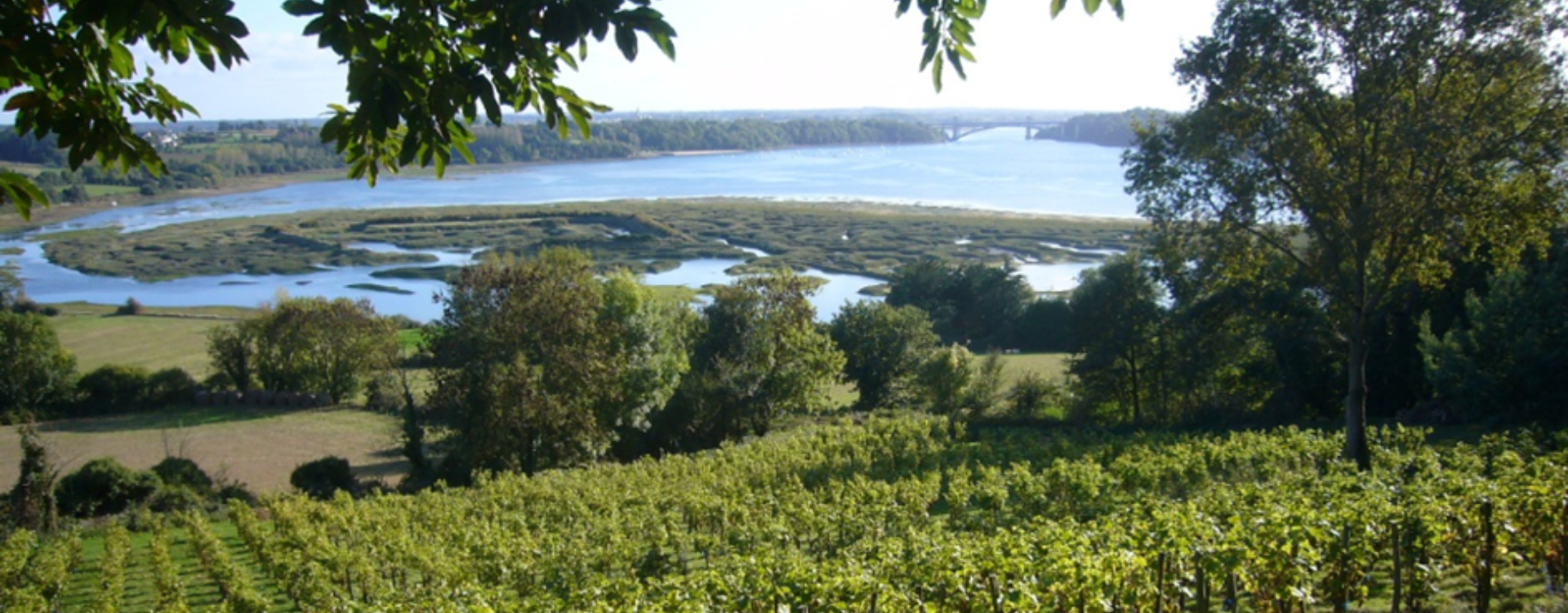 Les endroits les plus insolites où l'on fait pousser la vigne en France – Vignobles atypiques-img