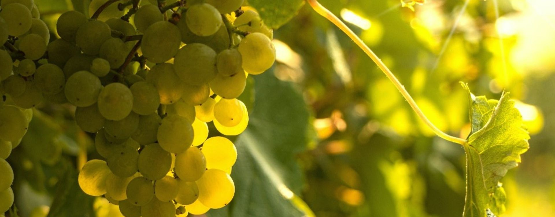An association restores the reputation of the Aligoté grape variety-img