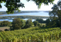 Les endroits les plus insolites où l'on fait pousser la vigne en France – Vignobles atypiques