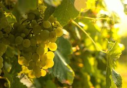 An association restores the reputation of the Aligoté grape variety
