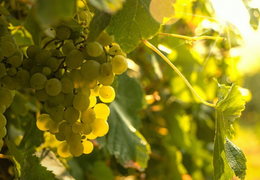Towards a 2022 harvest that promises to be exceptional in Champagne